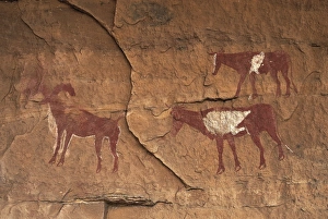 LIBYA. Tadrart Acacus. Representation of cattle LIBYA. Tadrart Acacus. Representation of cattle