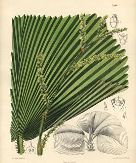 Veitchii Gallery: Licuala veitchii, palm with yellow flowers native to Borneo