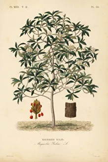 Lilytree or Yulan magnolia, Magnolia denudata, Magnolia yulan, Magnolier yulan. Handcoloured steel engraving by Alphonse-Leon Noel after a botanical illustration by Edouard Maubert from Pierre Oscar Reveil, A. Dupuis, Fr. Gerard and Francois Herincq's La Regne Vegetal: Flore Medicale, L. Guerin, Paris, 1864-1871. Lilytree or Yulan magnolia, Magnolia denudata, Magnolia yulan, Magnolier yulan. Handcoloured steel engraving by Alphonse-Leon Noel after a botanical illustration by Edouard Maubert from Pierre Oscar Reveil, A. Dupuis, Fr. Gerard and Francois Herincq's La Regne Vegetal: Flore Medicale, L. Guerin, Paris, 1864-1871. Lilytree or Yulan magnolia, Magnolia denudata, Magnolia yulan, Magnolier yulan. Handcoloured steel engraving by Alphonse-Leon Noel after a botanical illustration by Edouard Maubert from Pierre Oscar Reveil, A. Dupuis, Fr. Gerard and Francois Herincq's La Regne Vegetal: Flore Medicale, L. Guerin, Paris, 1864-1871. Date: Lilytree or Yulan magnolia, Magnolia denudata