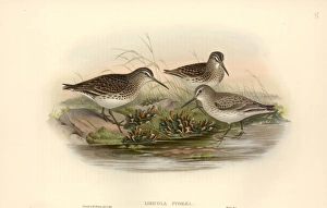 Sandpipers Gallery: Broad Billed Sandpiper Collection