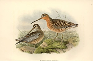 Limnodromus griseus, short-billed dowitcher Limnodromus griseus, short-billed dowitcher