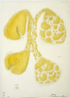 Limodorum altum, squashed orchid pollina Limodorum altum, squashed orchid pollina