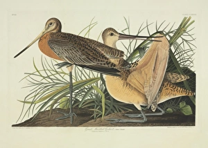 Limosa fedoa, marbled godwit Limosa fedoa, marbled godwit