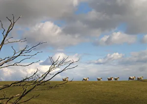 A line of sheep race along a hilltop near Kirkcudbright A line of sheep race along a hilltop near Kirkcudbright