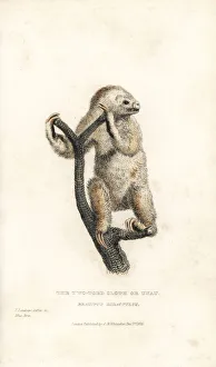 Linnaeus's two-toed sloth, Choloepus didactylus Linnaeus's two-toed sloth, Choloepus didactylus