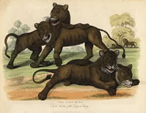The Lion Cubs in the Gardens of the Zoological Society The Lion Cubs in the Gardens of the Zoological Society