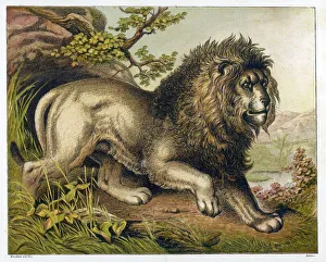 <b class=qtipBold><figcaption>Lion (Kronheim)</figcaption></b><br>A fierce-looking lion from the Atlas mountains of North Africa. (panthera leo)<br><em>© Mary Evans Picture Library</em> Lion (Kronheim)