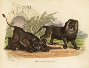 Lion, Lioness and Cubs, Panthera leo Lion, Lioness and Cubs, Panthera leo