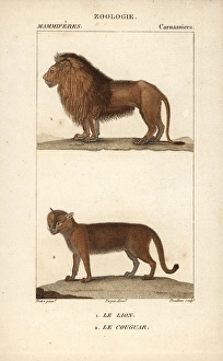 Lion, Panthera leo, and cougar, Puma concolor Lion, Panthera leo, and cougar, Puma concolor