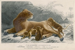 <b class=qtipBold><figcaption>Lioness and Cubs</figcaption></b><br>A Lioness and cubs<br><em>© Mary Evans Picture Library</em> Lioness and Cubs