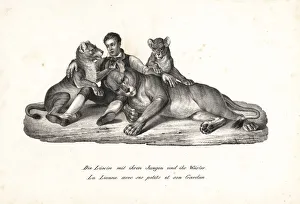 Lioness and cubs with trainer, Panthera leo Lioness and cubs with trainer, Panthera leo