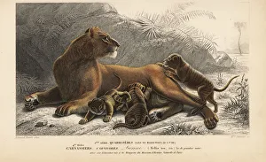 Lioness, Panthera leo, with cubs. Vulnerable Lioness, Panthera leo, with cubs. Vulnerable