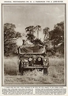 Lioness sitting on top of a Series One Land Rover Lioness sitting on top of a Series One Land Rover