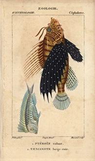 Lionfish, Pterois volitans, and blue blanquillo Lionfish, Pterois volitans, and blue blanquillo
