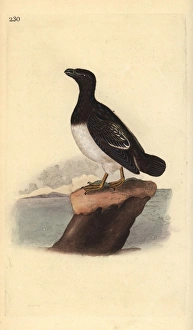Little auk or Dovekie (female), Alle alle Little auk or Dovekie (female), Alle alle