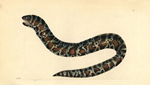 Little banded eel or chain moray, Echidna catenata Little banded eel or chain moray, Echidna catenata