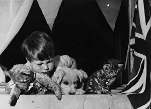 Bored Gallery: Little boy with teddy bear, puppy and tabby kitten