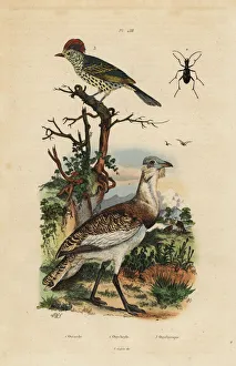 Fries Gallery: Little brown bustard, Eupodotis humilis