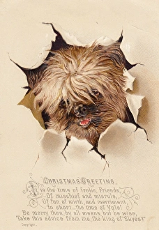Little dog breaking through paper on a Christmas card Little dog breaking through paper on a Christmas card