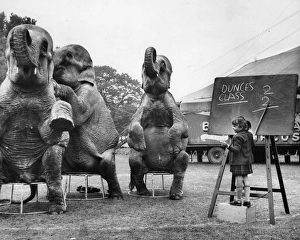 Little girl teaching maths to circus elephants Little girl teaching maths to circus elephants