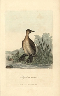 Little grebe, Colymbus minor, Podiceps minor Little grebe, Colymbus minor, Podiceps minor