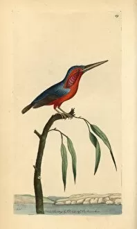 Little kingfisher, Alcedo pusilla