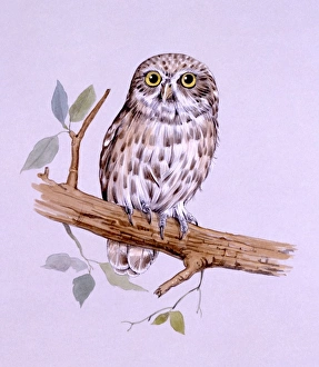 <b class=qtipBold><figcaption>Little Owl perched on a branch</figcaption></b><br>A Little Owl (Athene noctua) perched on a branch. Painting by Malcolm Greensmith<br><em>© Mary Evans/Malcolm Greensmith</em> Little Owl perched on a branch