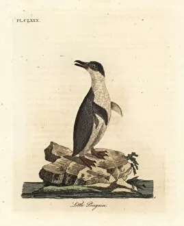 Aptenodytes Gallery: Little penguin or white-flippered penguin