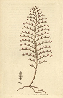 Little seabristle, Plumularia setacea Small Little seabristle, Plumularia setacea Small