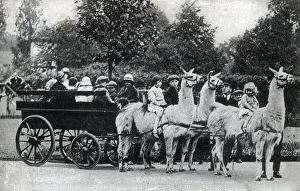 Llama Carriage at London Zoological Gardens Llama Carriage at London Zoological Gardens
