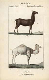 Llama, Lama glama, and dromedary camel, Camelus dromedarius Llama, Lama glama, and dromedary camel, Camelus dromedarius