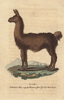 The llama, South American camelid, Lama glama The llama, South American camelid, Lama glama