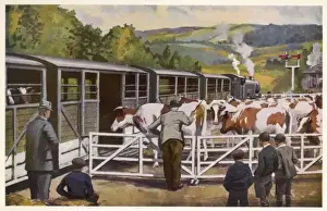 Agricultural Transportation Prints: Loading Cattle