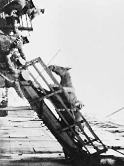 <b class=qtipBold><figcaption>Loading horses, World War I</figcaption></b><br>A horse of the Northumberland Hussars giving trouble at the embarkation on the Minneapolis at Southampton Docks, during World War I in October 1914<br><em>© Mary Evans/Robert Hunt Collection/Imperial War Museum</em> Loading horses, World War I