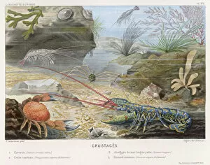 Crustaceans Gallery: Shrimp