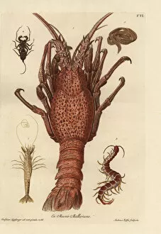Lobster, shrimp, giant centipede and tapeworm