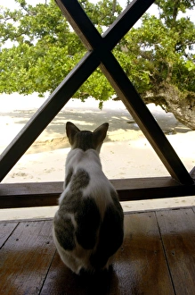 Local domestic cat looks to the sea from a terrace Local domestic cat looks to the sea from a terrace
