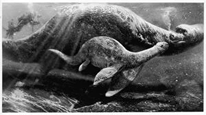 Picture Collection: Lochness Monster