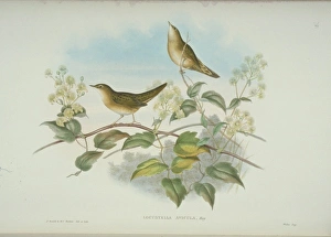 Locustella naevia, grasshopper warbler Locustella naevia, grasshopper warbler