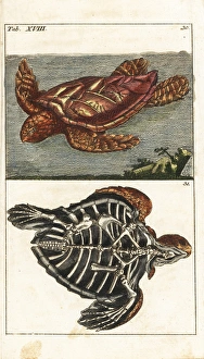 Loggerhead sea turtle, Caretta caretta, and skeleton of same Loggerhead sea turtle, Caretta caretta, and skeleton of same