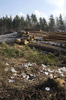 Logging site - rubbish left by loggers - stacked Logging site - rubbish left by loggers - stacked