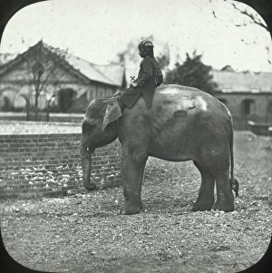 London, England - Indian Elephant London, England - Indian Elephant