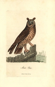 Long-eared owl, Asio otus Long-eared owl, Asio otus