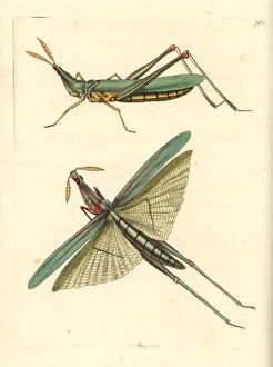 Long-headed African locust, Acrida nasuta Long-headed African locust, Acrida nasuta