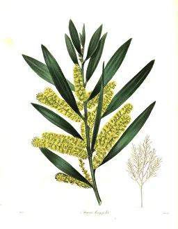 Long-leaved wattle or long-leaved acacia, Acacia longifolia Long-leaved wattle or long-leaved acacia, Acacia longifolia