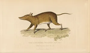Long-nosed bandicoot, Perameles nasuta Long-nosed bandicoot, Perameles nasuta