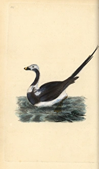 Long-tailed duck, Clangula hyemalis Vulnerable Long-tailed duck, Clangula hyemalis Vulnerable