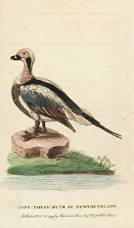 Long-tailed duck of Newfoundland, Clangula hyemalis Long-tailed duck of Newfoundland, Clangula hyemalis