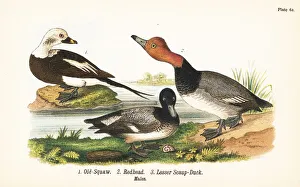 Long-tailed duck, redhead and lesser scaup Long-tailed duck, redhead and lesser scaup