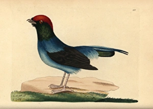 Long-tailed manakin, Chiroxiphia linearis Long-tailed manakin, Chiroxiphia linearis